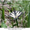 iphiclides podalirius female1